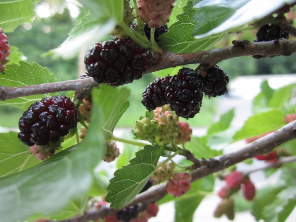 Local Wild Plant Profile: Red Mulberry | Sprout Distro